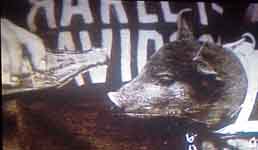  Zoom on Harley-Davidson picture 